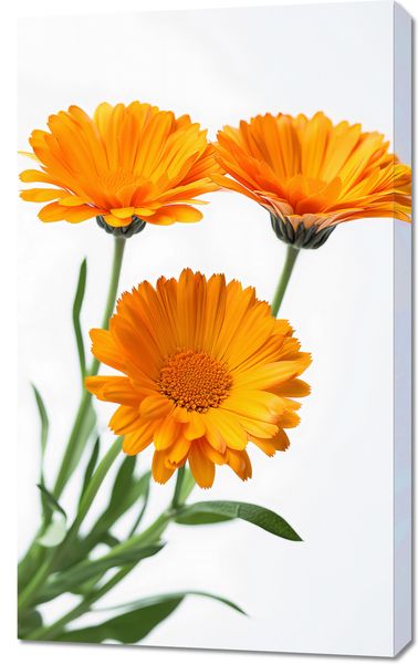 Obraz 60x100cm Słoneczne Kalendule zdjęcie 1