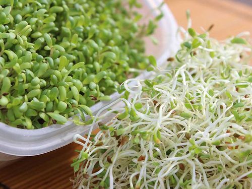 Kiełki Lucerna Alfalfa 20g na Arena.pl