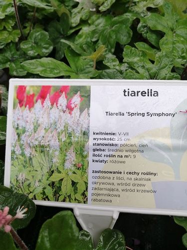 Tiarella Spring Symphony do cienia na Arena.pl