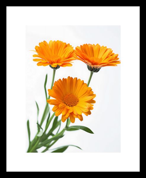 Plakat 15x20cm Słoneczne Kalendule zdjęcie 3