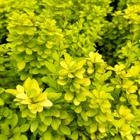 Berberys Thunberga 'Aurea' Żółty Złoty (Berberis thunbergii) Doniczka 5L