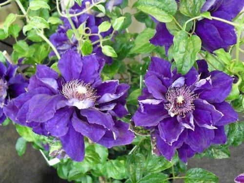 Powojnik Clematis Shin-shigyoku C2 E na Arena.pl