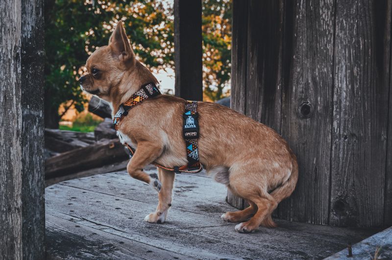 SZELKI DLA PSA / KOTA DANGEROUS ANIMALS S/M zdjęcie 2