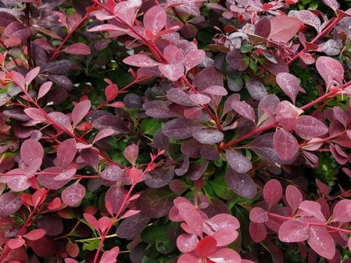 Berberys thunberga RED ROCKET Wąska kolumna P9 na Arena.pl