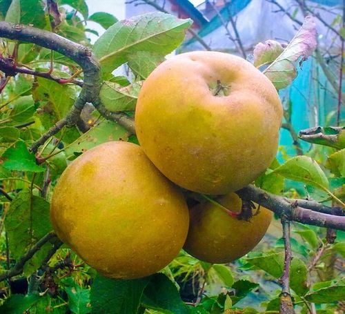 Jabłoń SZARA RENETA stara odmiana WYŚMIENITA na szarlotkę i przetwory na Arena.pl