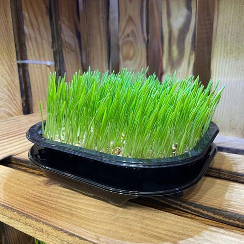 2x EKO Trawka Dla Kota Trawa Odkłaczająca Przysmak EKOLOGICZNA WYROŚNIĘTA na Arena.pl