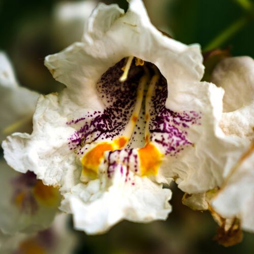 Surmia wielkokwiatowa KATALPA Miododajna Catalpa Duże sadzonki na Arena.pl