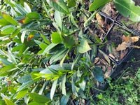 Laurowiśnia 'Caucasica' 15-30cm DARMOWA WYSYŁKA pakiet 50szt