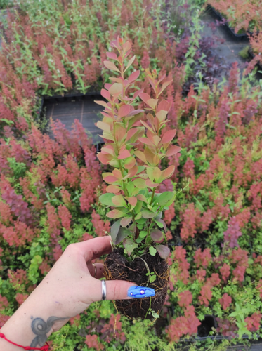 Berberys Thunberga RED PILLAR 10-30cm Ognisty Krzew Sadzonka na Arena.pl