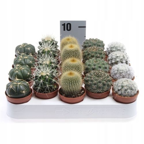 Kaktusy Zestaw Mix 6 Różnych Kaktusów Opuncja Kaktus Prezent Sukulent na Arena.pl