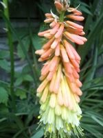 product-compare-51657463