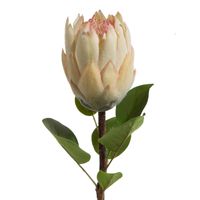 Sztuczny kwiat protea kremowa 66 cm komplet 6 szt