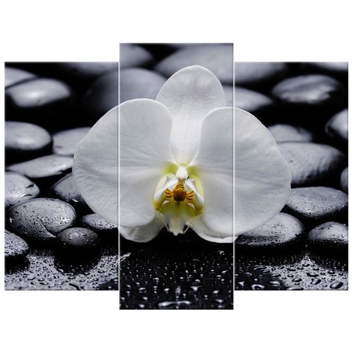 Obraz Na Płótnie 90X70 Biały Storczyk na Arena.pl