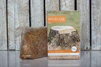 Żywa grzybnia do usuwania pni i korzeni drzew