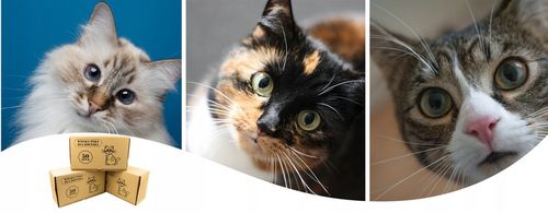 Karma mokra dla kota Saszetka Mix Smaków Wielka Paka Dla Kociaka 50 szt. na Arena.pl