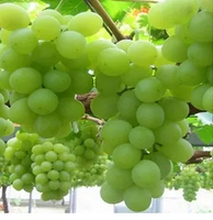 WINOGRON zielono żółty odporny na mróz - sadzonki 60 / 80 cm