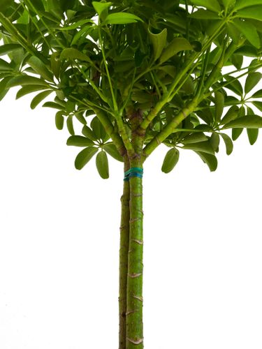 SZEFLERA LUSEANA 55 cm na Arena.pl