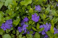 Barwinek mniejszy Ralph Shugart - Vinca minor