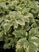 Podagrycznik pospolity Variegatum bylina okrywowa