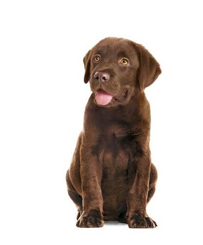 Royal Canin Immunity & Digestion Chews Puppy Supplements 100G na Arena.pl