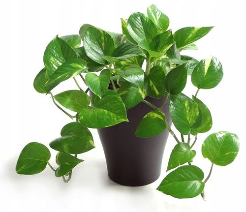 inco florovit zielone 1l . in na Arena.pl