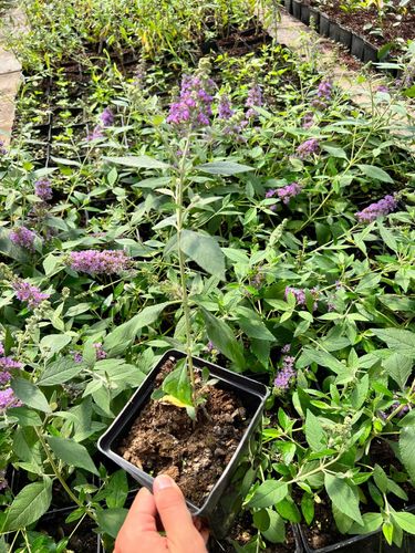 Budleja Dawida 'Lavender Cupcake' (Buddleja davidii) Doniczka 2.0L na Arena.pl