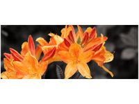 100X40CM SOCZYSTA AZALIA OBRAZ DREWNO