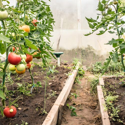 2X ODSTRASZACZ SOLARNY SILNY NA KRETY SZCZURY GRYZONIE KUNY DŹWIĘK na Arena.pl
