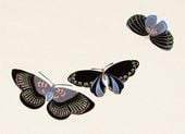 Plakat 18x13cm Butterfly 11, Sekka Japoński Vintage do Salonu