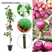 Jabłoń Malinówka soczyste owoce zdrowo rośnie 100-150 cm
