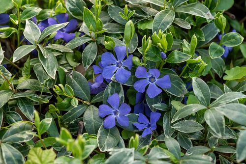 Barwinek Ralph Shugert - Vinca minor na Arena.pl