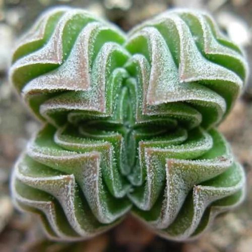 Crassula 'Buddha's Temple' Sukulent GRUBOSZ na Arena.pl