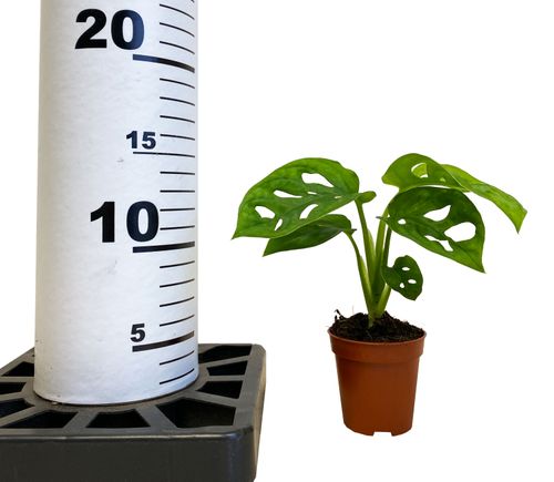 MONSTERA MONKEY MASK 15 cm na Arena.pl