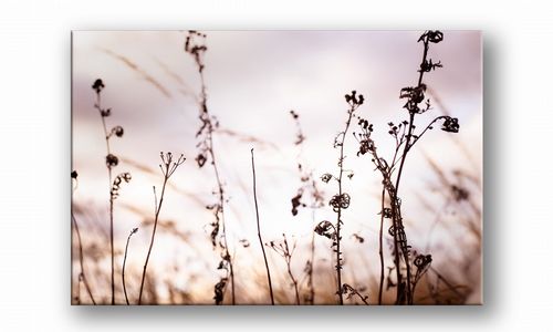 OBRAZ NA PŁÓTNIE 085 Polne kwiaty 100x70cm na Arena.pl