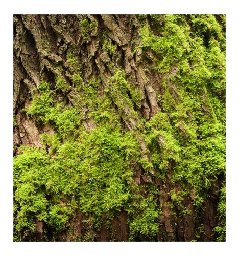 Yodeyma Agua Fresca Woda Perfumowana Dla Mężczyzn 100ml na Arena.pl