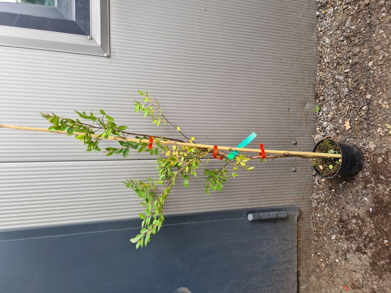 LAGERSTROEMIA czerwona bez południa - sadzonki 80 / 110 cm na Arena.pl