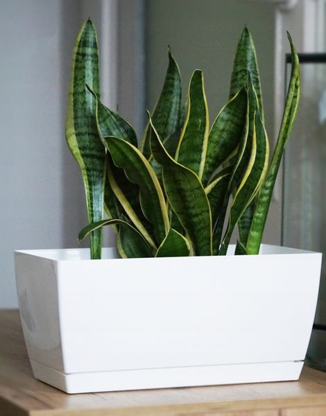 3x Doniczka COUBI + Podstawka Kwietnik Kaktusiarka zdjęcie 6