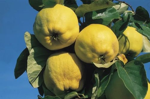 PIGWA gruszkowa - sadzonki 110 / 140 cm na Arena.pl