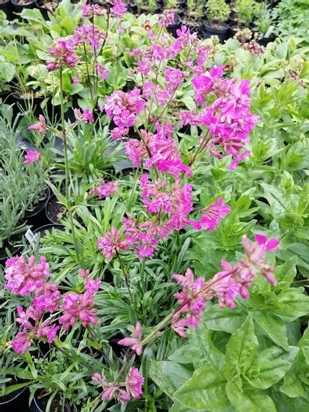 Firletka smółka sadzonka bylina skalniak zdjęcie 2