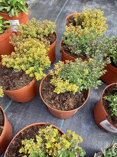 Macierzanka cytrynowa Gold Stream miododajna na Arena.pl