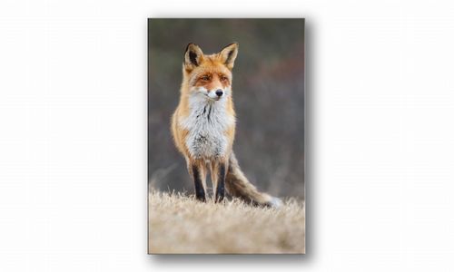 OBRAZ NA PŁÓTNIE 121 Lis 70x100cm na Arena.pl