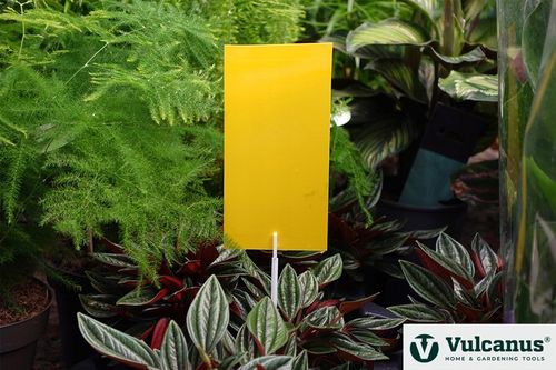 40x Lep Do Doniczek Żółty Na Mszyce Ziemiórki Owady Szkodniki Lepy na Arena.pl