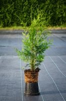 Tuja Brabant 2L 40-70cm Drzewko Na Żywopłot