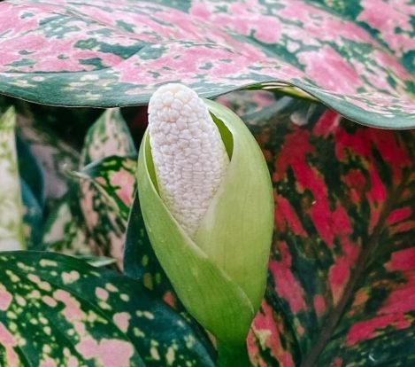 Aglaonema pictum TRICOLOR kolekcjonerska OCIEPLACZ GRATIS D6cm na Arena.pl