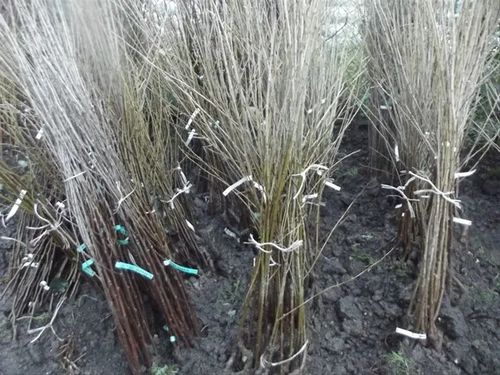 ŚLIWA JEROZOLIMKA smak dzieciństwa - sadzonki 100 / 130 cm na Arena.pl