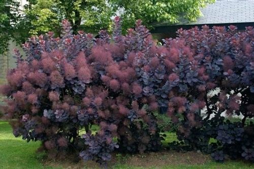 Perukowiec Royal Purple 60-80cm C2 na Arena.pl