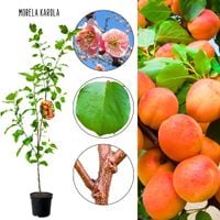 Morela Karola najsmaczniejsze morele 180-220 cm