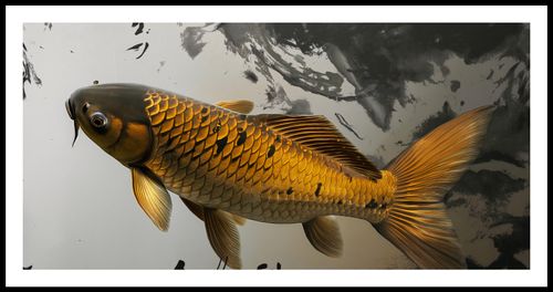Plakat 91,3x44,5cm Spokojna Ryba Koi na Arena.pl