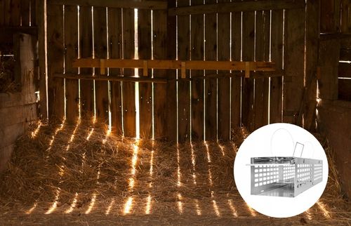 MYSZOŁAPKA ŻYWOŁAPKA PUŁAPKA ŁAPKA NA MYSZY I SZCZURY CHWYTACZ na Arena.pl