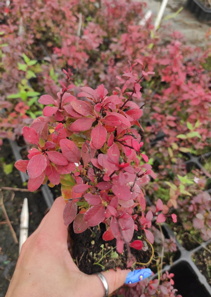 Berberys Thunberga BAGATELLE 10-30cm Rubinowy Skarb zdjęcie 3